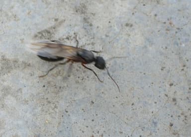 Camponotus compressus photo 116