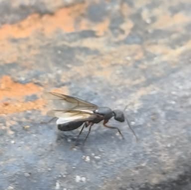Camponotus compressus photo 117