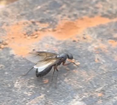 Camponotus compressus photo 118