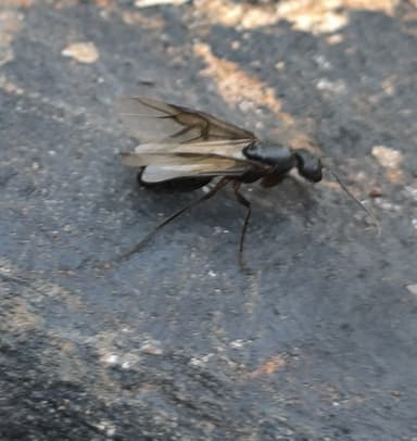 Camponotus compressus photo 119