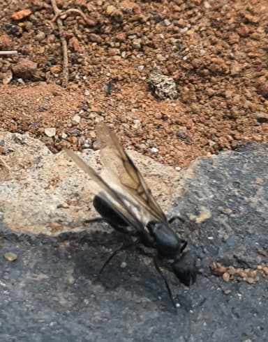 Camponotus compressus photo 120