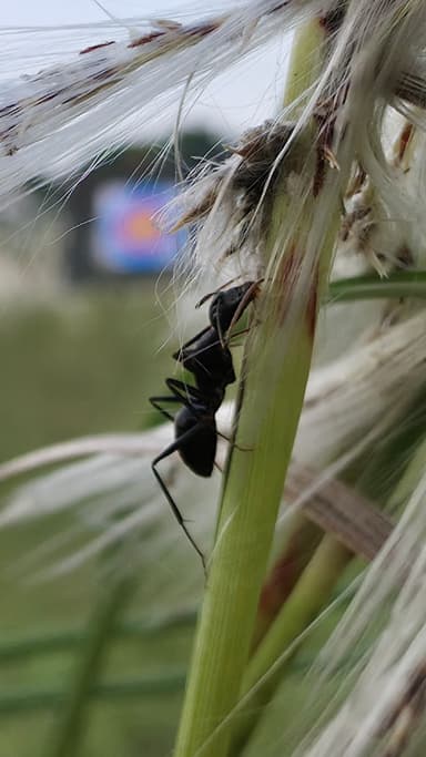 Camponotus compressus photo 121