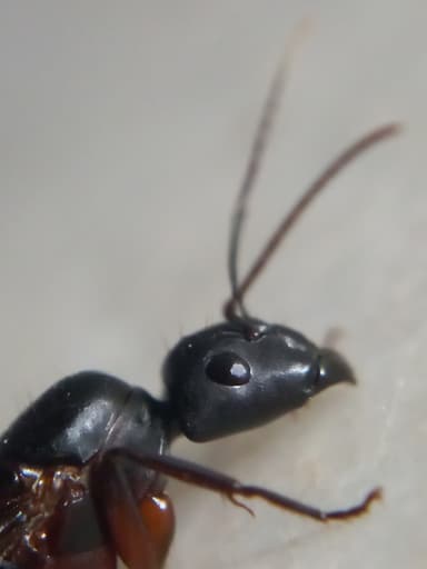 Camponotus compressus photo 122