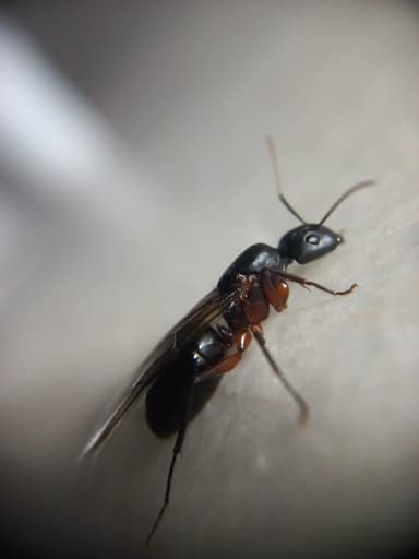 Camponotus compressus photo 123