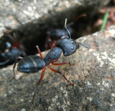 Camponotus compressus photo 124