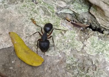 Camponotus compressus photo 125