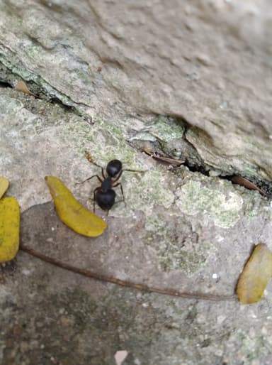 Camponotus compressus photo 126