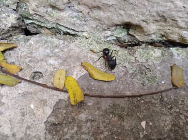 Camponotus compressus photo 127