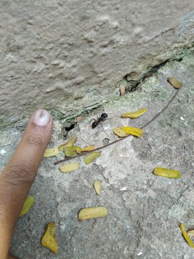 Camponotus compressus photo 128