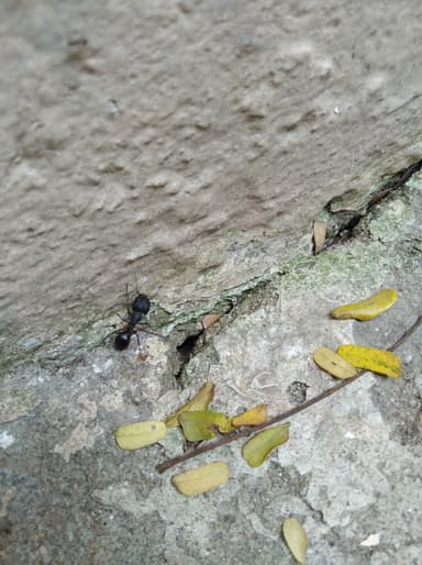 Camponotus compressus photo 129