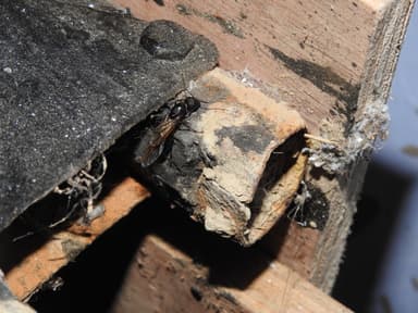 Camponotus compressus photo 132