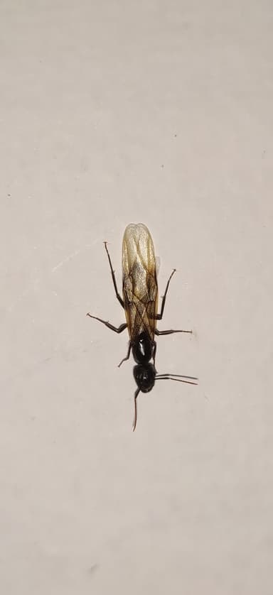 Camponotus compressus photo 135
