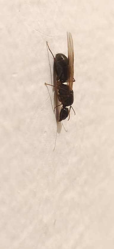 Camponotus compressus photo 136