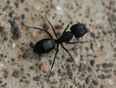 Camponotus compressus photo 139