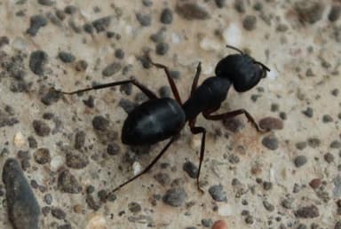 Camponotus compressus photo 140