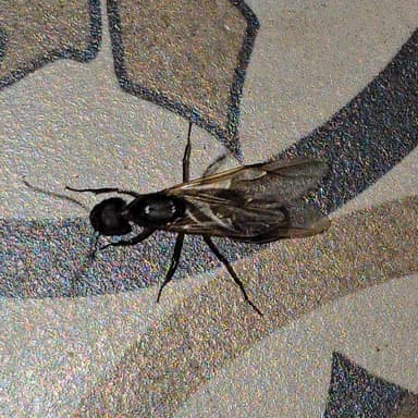 Camponotus compressus photo 143