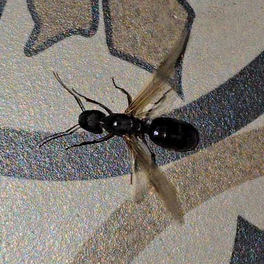 Camponotus compressus photo 144