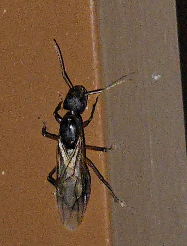 Camponotus compressus photo 145