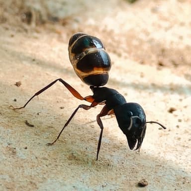 Camponotus compressus photo 150