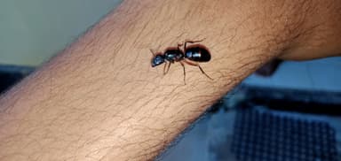 Camponotus compressus photo 151