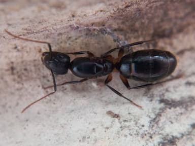 Camponotus compressus photo 152
