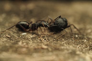 Camponotus compressus photo 153