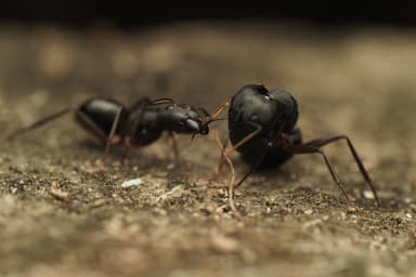 Camponotus compressus photo 154