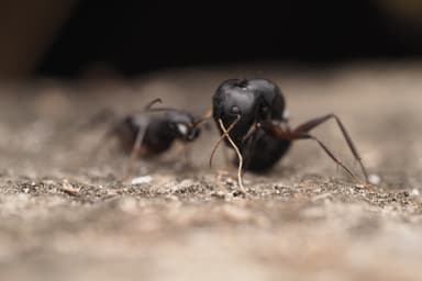 Camponotus compressus photo 155