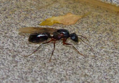 Camponotus compressus photo 157