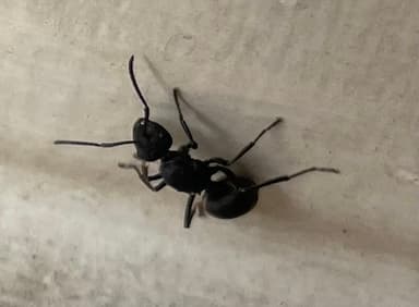Camponotus compressus photo 158