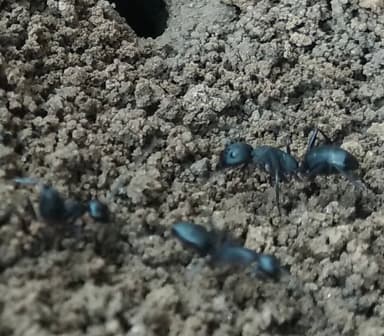Camponotus compressus photo 159