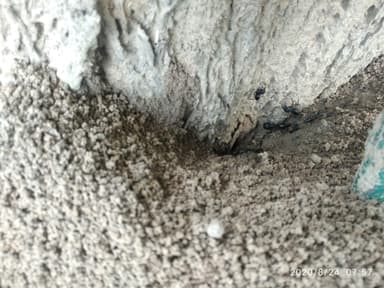 Camponotus compressus photo 160