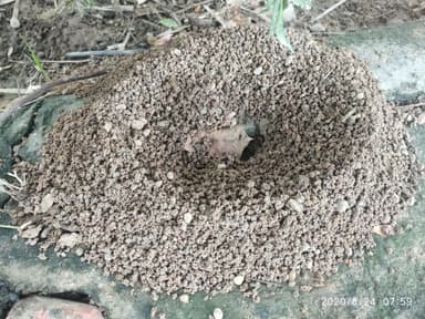Camponotus compressus photo 162