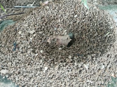 Camponotus compressus photo 163