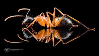 Camponotus consobrinus photo 1
