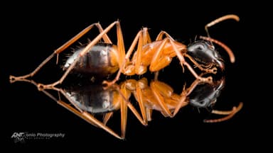 Camponotus consobrinus photo 2