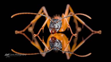 Camponotus consobrinus photo 3