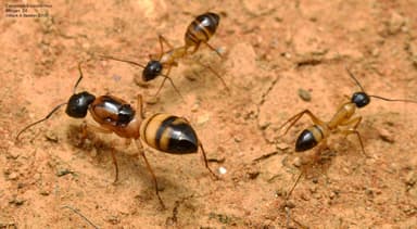 Camponotus consobrinus — queen photo 16