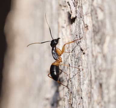 Camponotus consobrinus photo 19