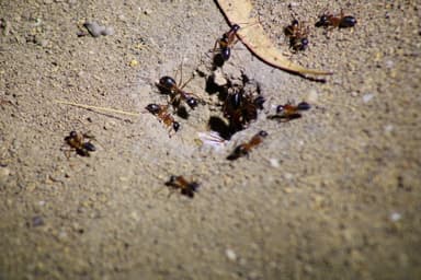 Camponotus consobrinus photo 22