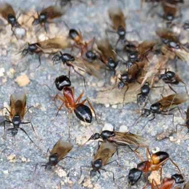 Camponotus consobrinus photo 23