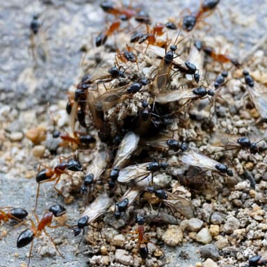 Camponotus consobrinus photo 24