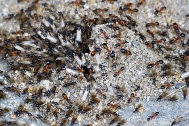 Camponotus consobrinus photo 25