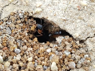Camponotus consobrinus photo 35