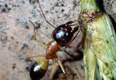 Camponotus consobrinus photo 45