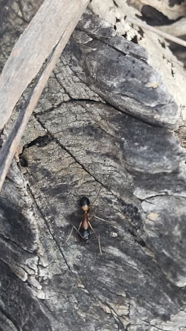 Camponotus consobrinus photo 47