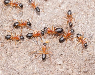 Camponotus consobrinus photo 49