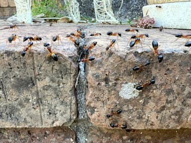 Camponotus consobrinus photo 51