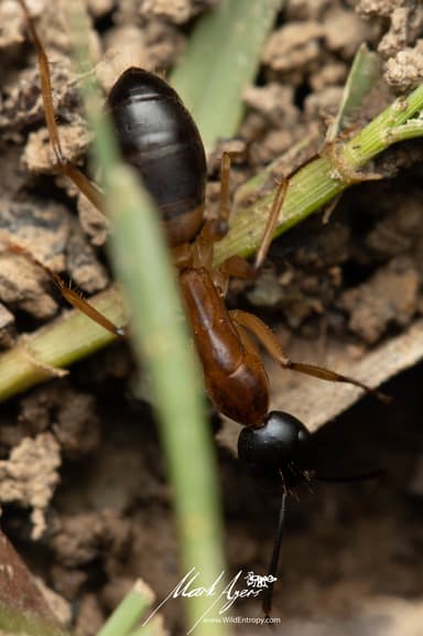 Camponotus consobrinus photo 56
