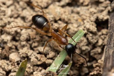 Camponotus consobrinus photo 58